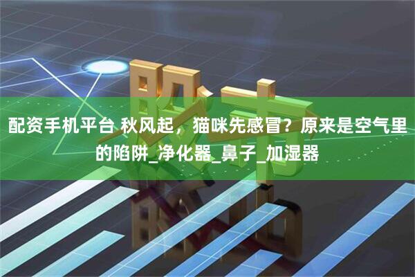 配资手机平台 秋风起，猫咪先感冒？原来是空气里的陷阱_净化器_鼻子_加湿器