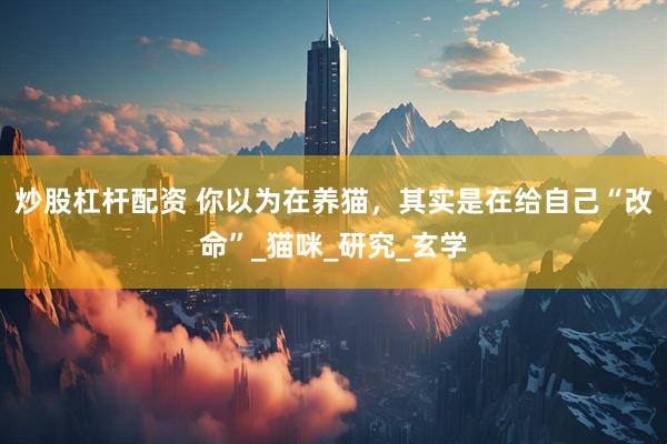 炒股杠杆配资 你以为在养猫，其实是在给自己“改命”_猫咪_研究_玄学