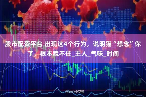 股市配资平台 出现这4个行为，说明猫“想念”你了，根本藏不住_主人_气味_时间